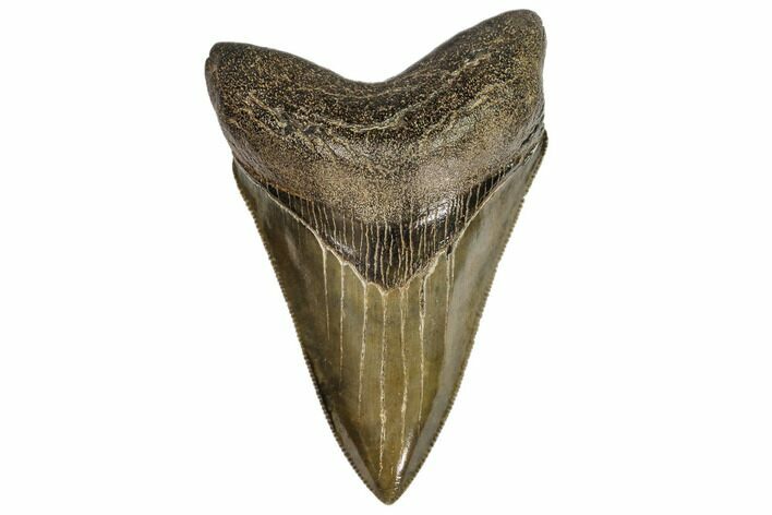 Sharp, Fossil Megalodon Tooth - Georgia #107238